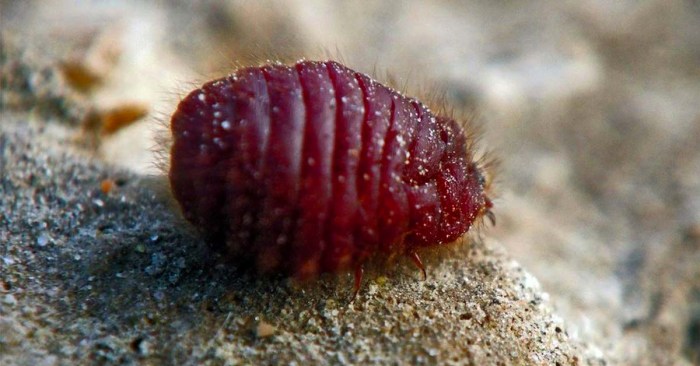 Red bug used in food coloring