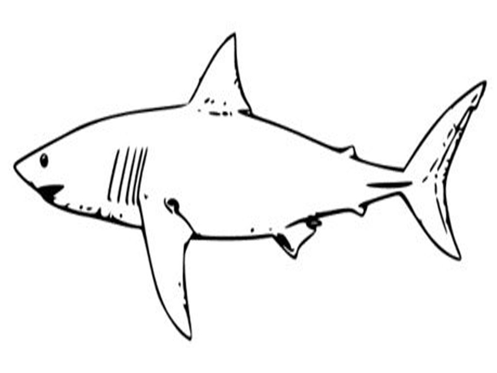 Shark coloring pages