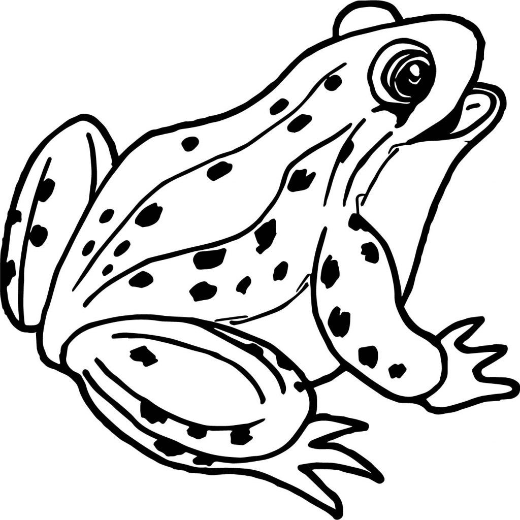 Frog coloring pages