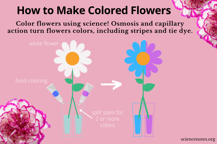 Coloring roses with food coloring