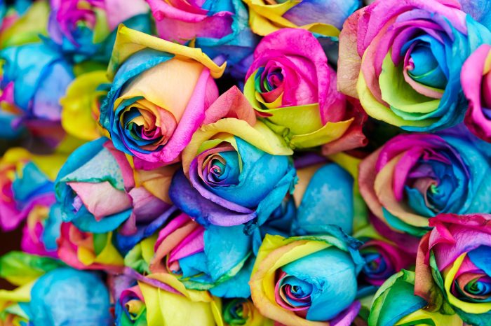 Coloring roses with food coloring