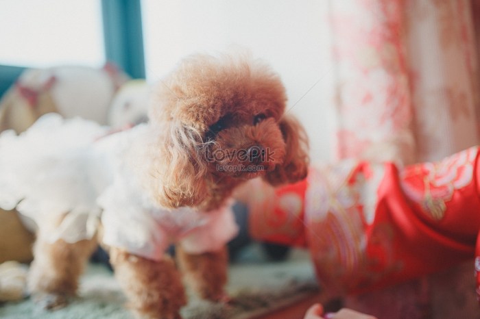 Large dog wedding dress